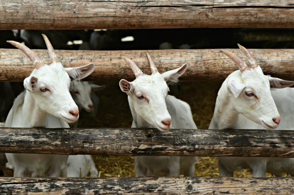 Landelijke beëindigingsregeling veehouderijlocatie kleine sectoren