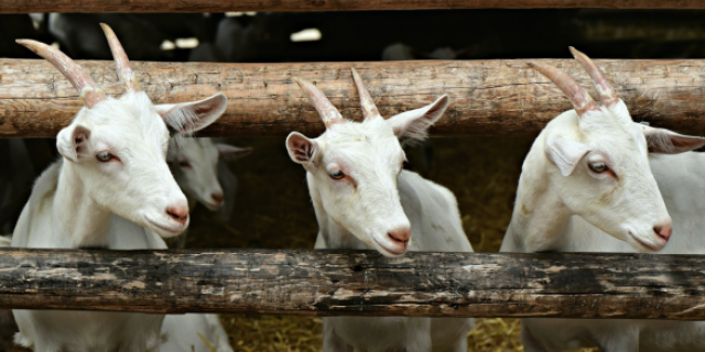 Landelijke beëindigingsregeling veehouderijlocatie kleine sectoren